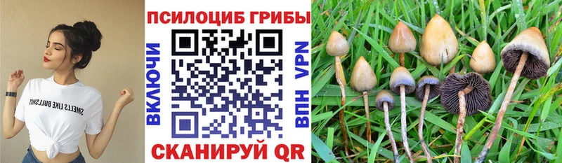 дарк нет какой сайт  Владикавказ  Псилоцибиновые грибы ЛСД 